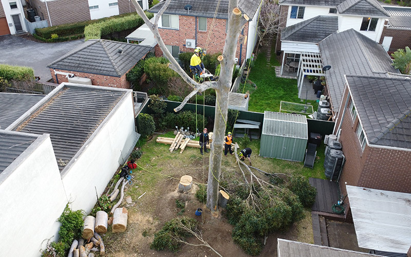 Does Tree Removal Increase Property Value 3