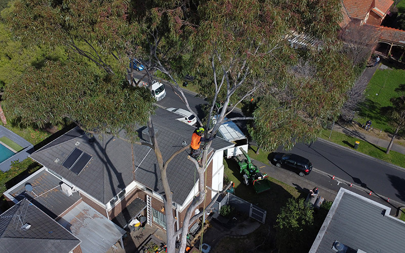 Does Tree Removal Increase Property Value